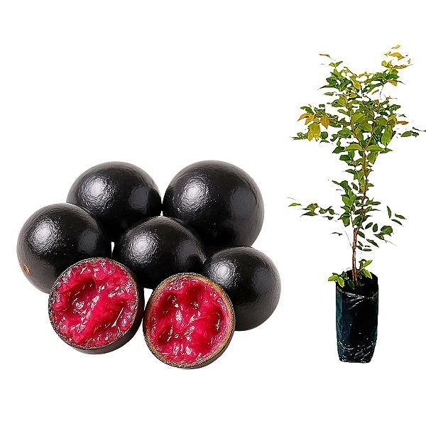 Muda de Jabuticaba de Polpa Roxa / Púrpura