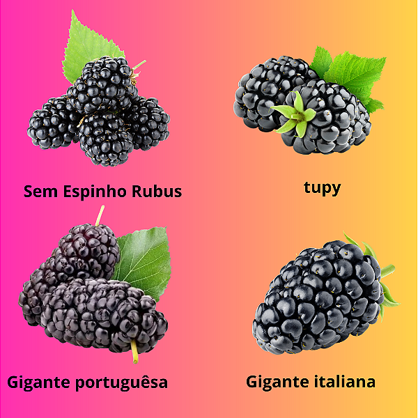 Kit 4 Mudas de Amora Clonadas amora tupy,amora gigante,amora portuguesa,amora italiana