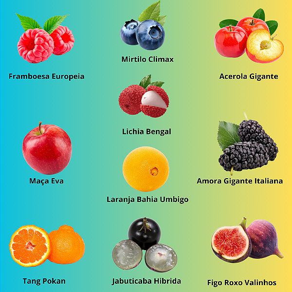 Kit Mudas FrutiferasTop 10 Mais Vendidas