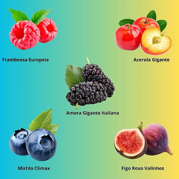 kit Mudas Frutiferas Produção Rapida TOP 1