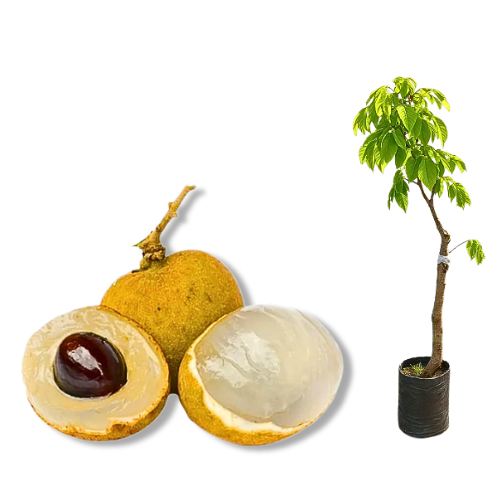 Muda Lichia Branca ou Longana Olho Dragão Alporquia - Produz em Vaso