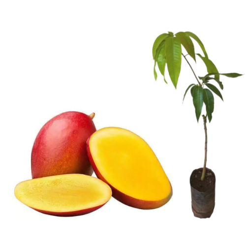 Muda de Manga Palmer - Enxertada