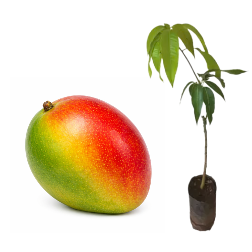 Muda de Manga Haden Enxertada