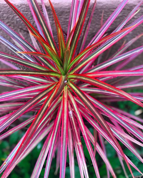 Muda de Dracena Tricolor