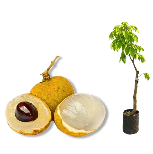 Muda Lichia Branca ou Longana Olho Dragão Alporquia - Produz em Vaso