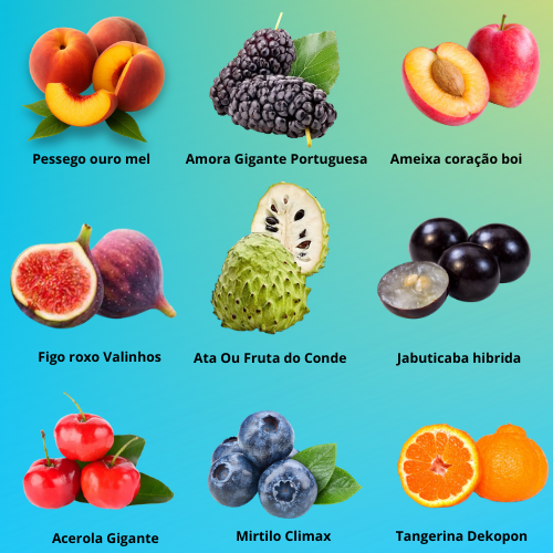 Kit 9 Mudas Frutiferas Premium-Produção Rapida