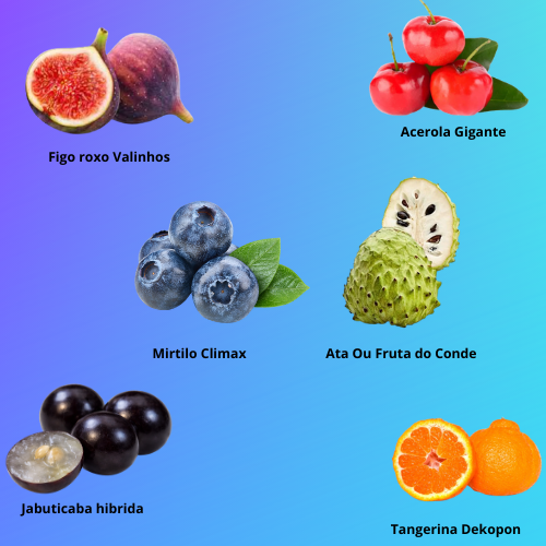 Kit 6 Mudas Frutiferas Celecionadas