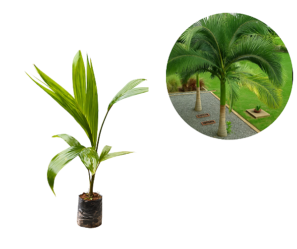 Kit 10 Mudas palmeira Real