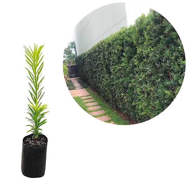 kit 5 Muda Podocarpos 60cm - Podocarpus Macrophyllus