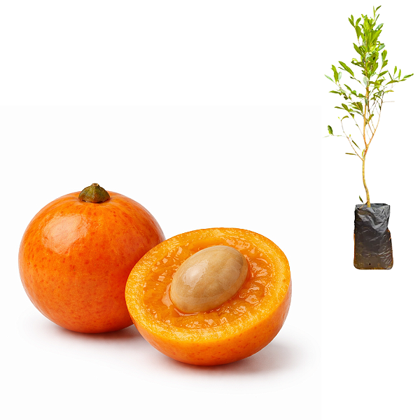 Muda de Laranjinha-do-Mato (Eugenia speciosa)