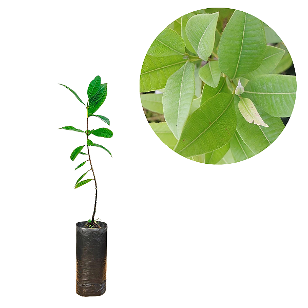 Muda de Louro-Cravo (Pimenta pseudocaryophyllus)