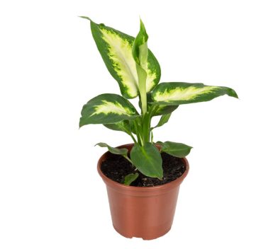 Muda Comigo Ninguém Pode (Dieffenbachia Camilla)