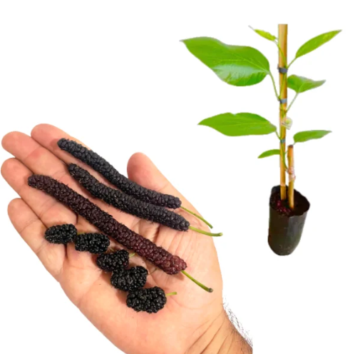 Muda amora paquistanesa clonada(Já produz)