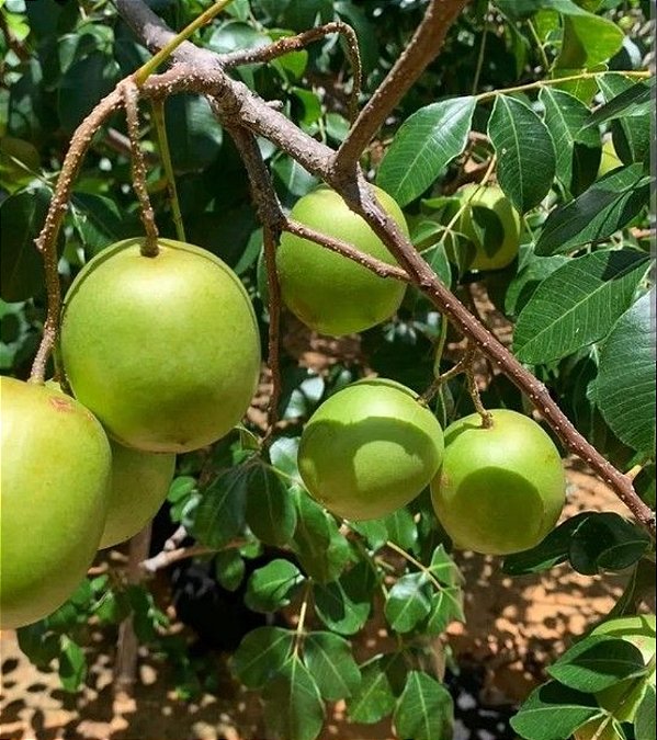 Umbu Gigante Enxertada