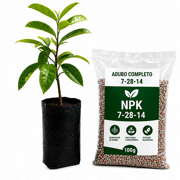 Kit muda Graviola Branca + Adubo completo 7-28-14 com 100g