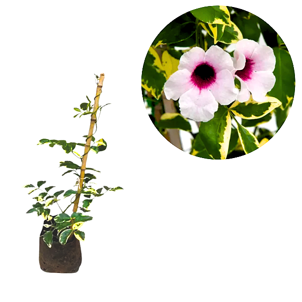 Muda de Jasimim Pandora Variegata – Folhagem