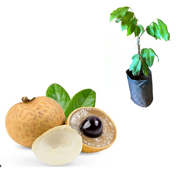 Muda de Longana Lichia Branca Gigante do Havaí (Dimocarpus longan)