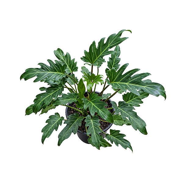 Muda de Philodendron Xanthal- pleno sol