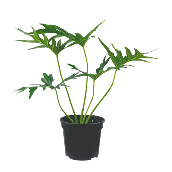 Muda de Philodendron Guaimbê