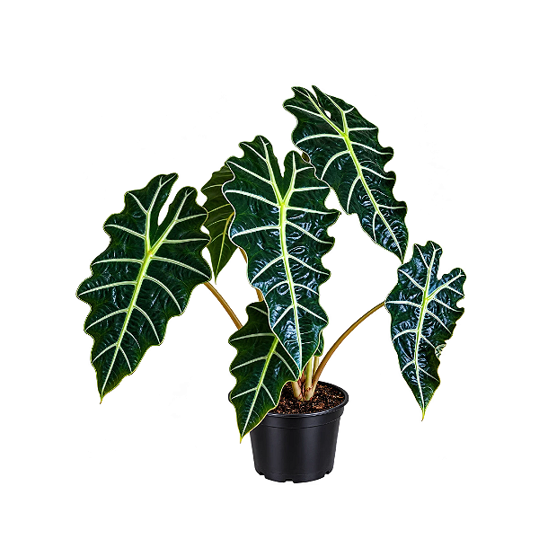 Muda de Alocasia Polly