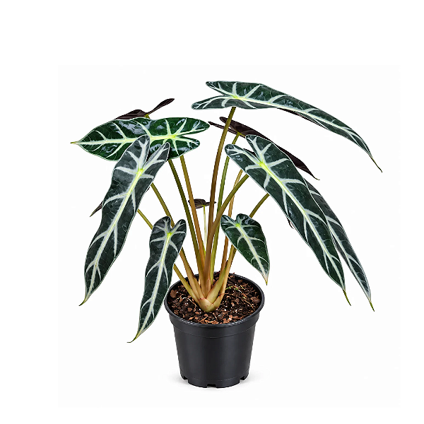 Muda de Alocasia Picollini
