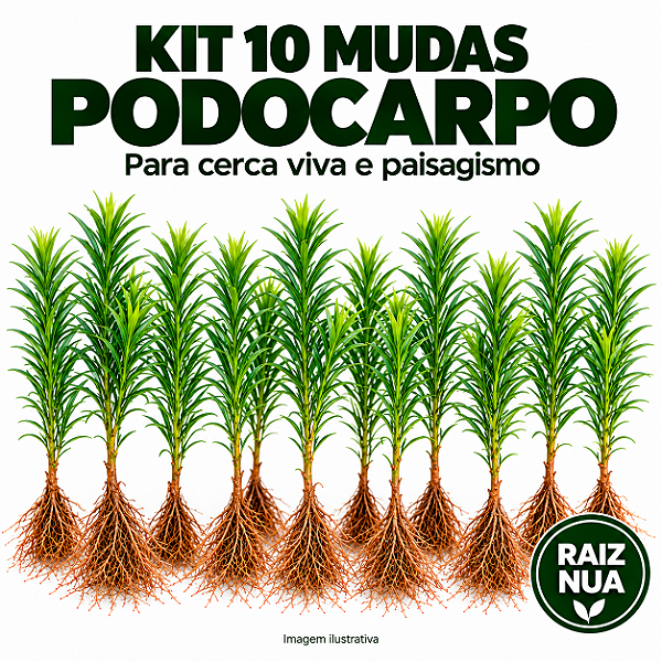 Kit 10 Mudas de Podocarpo 40 a 70 cm Podocarpus Macrophyllus