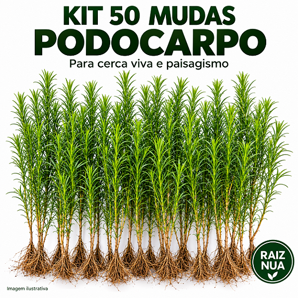 Kit 50 Mudas de Podocarpo 40 a 70 cm Podocarpus Macrophyllus