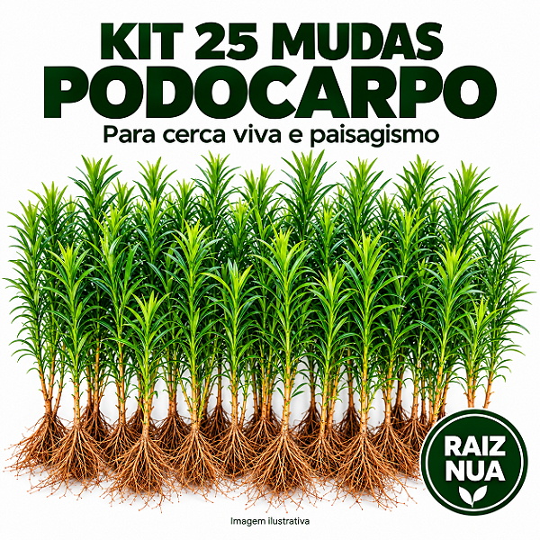 Kit 25 Mudas de Podocarpo de 40 a 70 cm – Raiz Nua para Cerca Viva