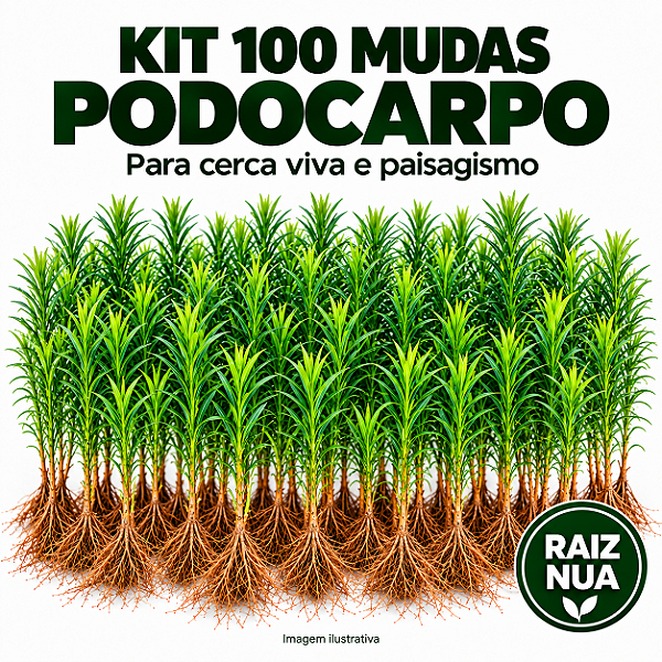 Kit 100 Mudas de Podocarpo de 40 a 70 cm – Raiz Nua
