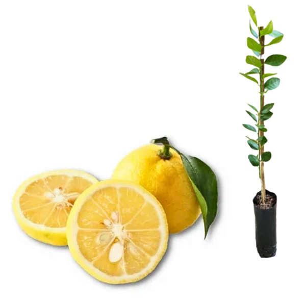 Muda de Yuzu Enxertado – Limão Japonês Raro