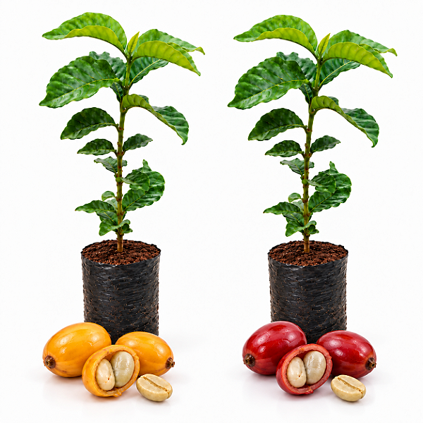 Kit 2 Mudas de Café Catuaí – 1 Vermelho + 1 Amarelo | Coffea arabica