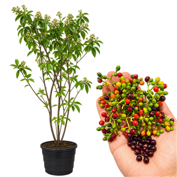 Muda De Fruto Do Sanhaço - Atrai Pássaros -Clonada ja produz