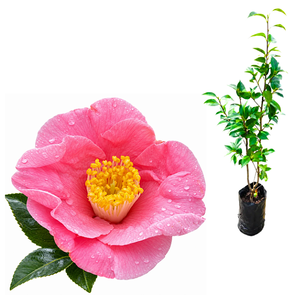 Muda de Camélia Japônica Rosa Carregadeira – Clonada