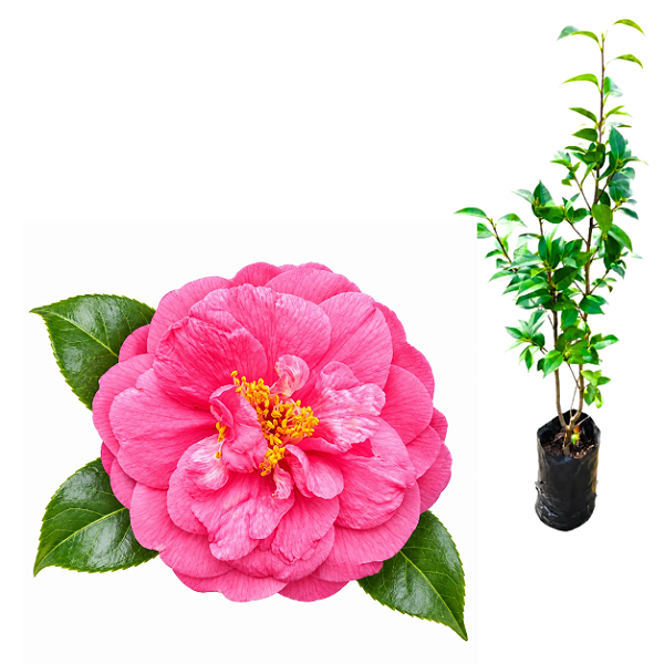Muda de Camélia Rosa – Clonada