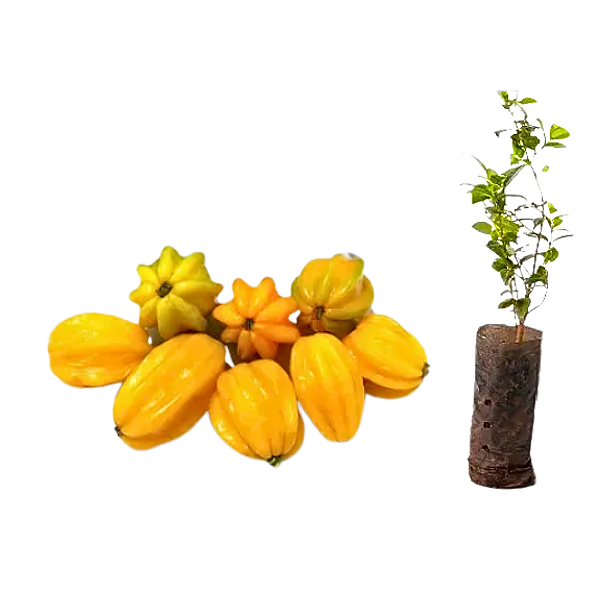 Muda Pitangatuba ou Pitanga Amarela Gigante -Para Vasos