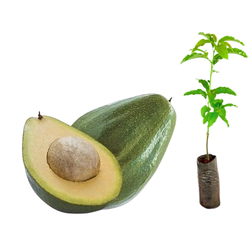 Muda De Abacate Fortuna - Enxertada