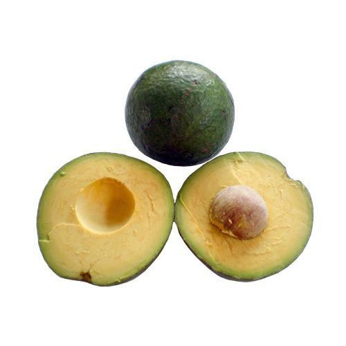 Muda De Abacate Margarida - Enxertadas