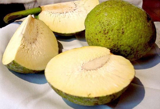 Muda Fruta Pão