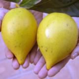 Muda Abio Gigante  Dos Solimões (Pouteria caimito)