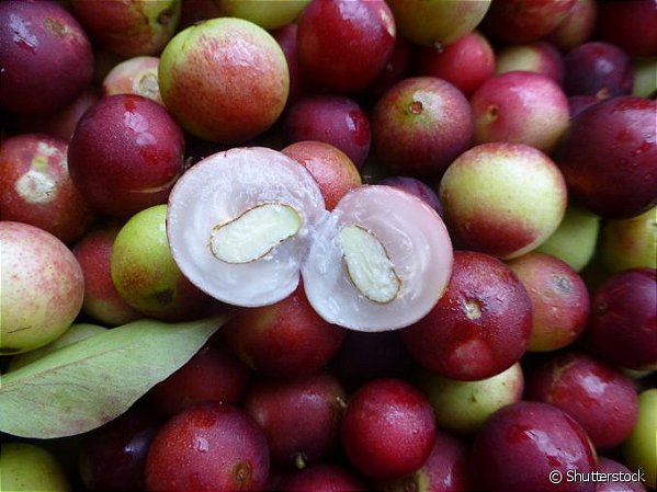 Muda de Camu Camu