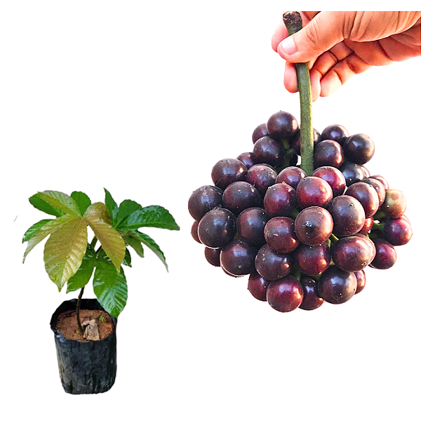 Muda de Mapati - Uva da Amazônia