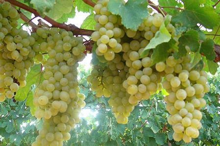 Muda Uva Trebbiano Rara enxertada