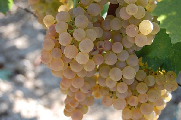 Muda uva Trebbiano enxertada