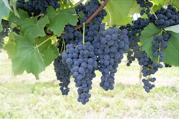 Muda Uva Para climas subtropical BRS Violeta  Sem Semente Enxertada