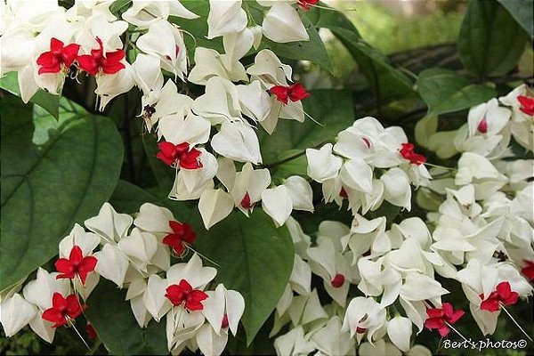 Muda da Flor Lágrima de Cristo Branca - Clerodendron Thomsoniae