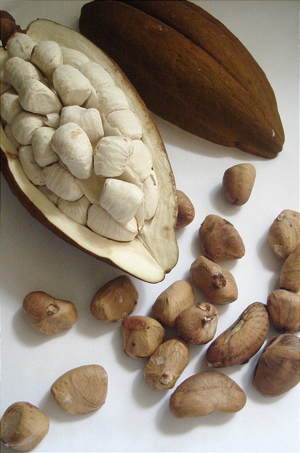 Muda de Castanha do Maranhão - Bombacopsis glabra