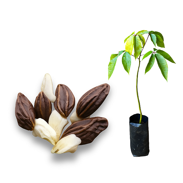 Muda de Castanha Sapucaia (Cumbuca de Macaco