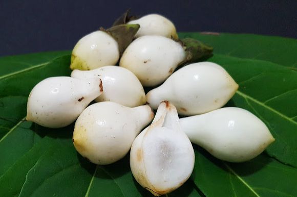 Muda Frutinha de Leite ( Cordia taguahyensis )