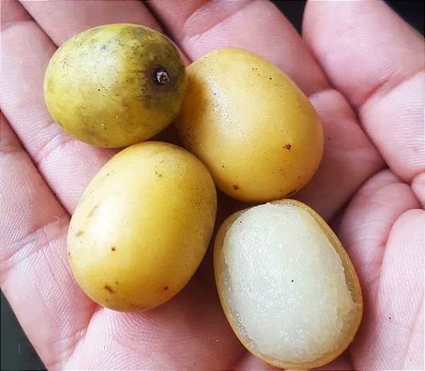 Muda Cajá do Himalaia (Choerospondias Axillaris)