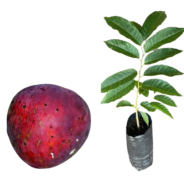 Muda de Pinha Do Asteca Vermelha doce-ENXERTADA
